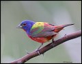 _3SB3539 painted bunting